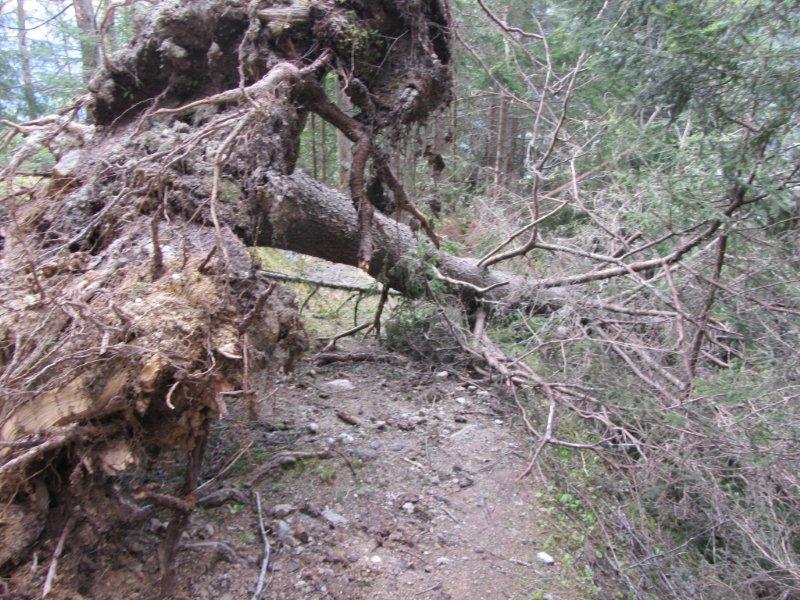 #26 arbres couchés : re-galére avec les arbres arbres couchés : re-galére avec les arbres