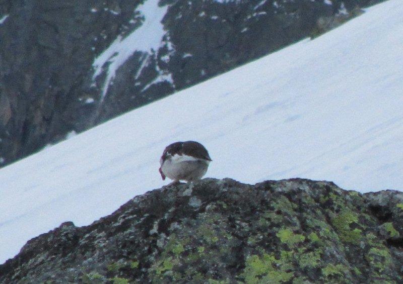 #27 lagopéde : un lagopéde (en plumage collection hiver/été)vu à la montée lagopéde : un lagopéde (en plumage collection hiver/été)vu à la montée