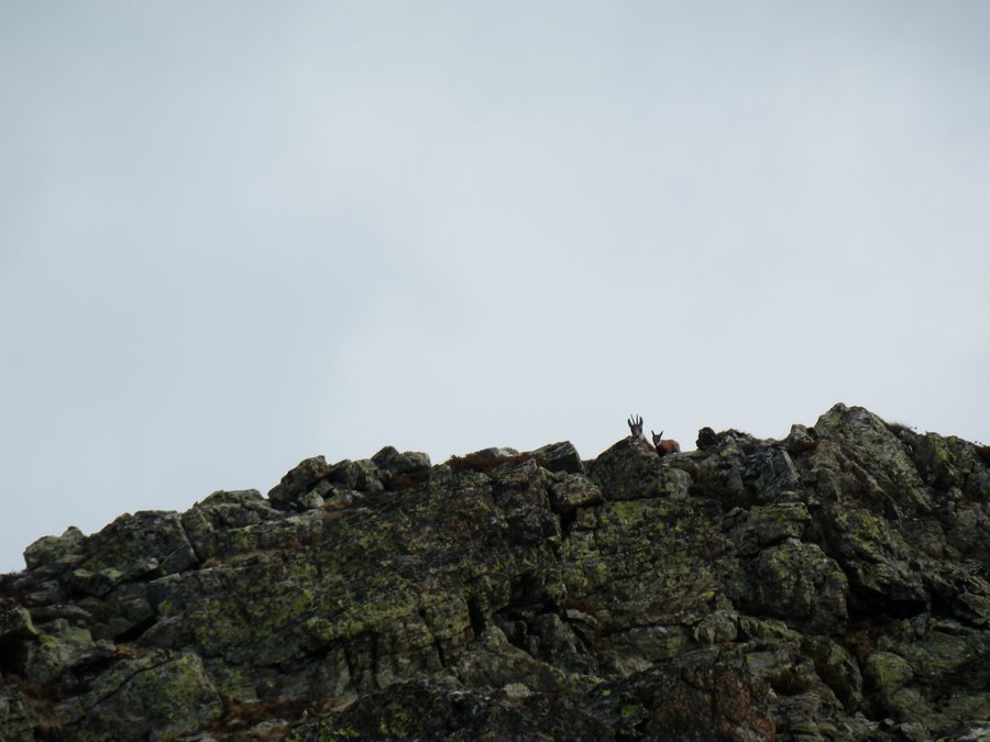 Nous sommes observés ! : depuis le sommet de la pointe de Vaudaine