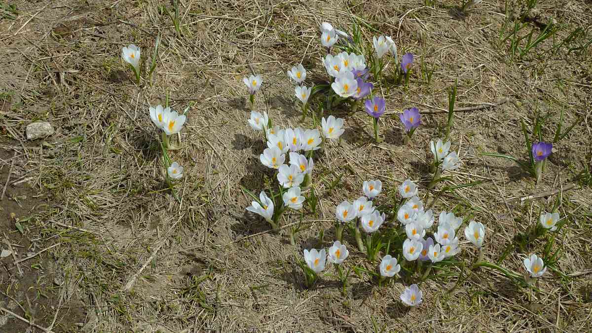 #15 Tapis de crocus : c Tapis de crocus : c'est le printemps