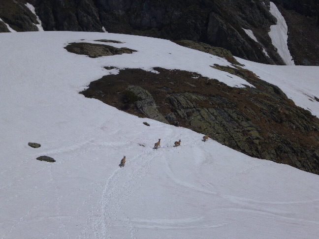 #16 Bouquetins : De nouveaux compagnons à la descente Bouquetins : De nouveaux compagnons à la descente