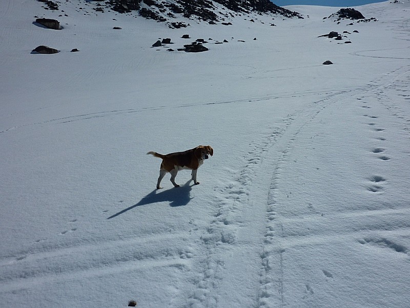 #1 Compagnon d Compagnon d'un jour : Il est monté de Valtho jusque sous le col de Gebroulaz. Quelle était sa motivation ??