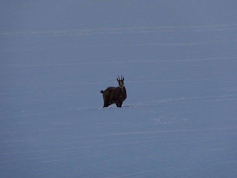 #2 Chamois d Chamois d'or : Un peu perplexe