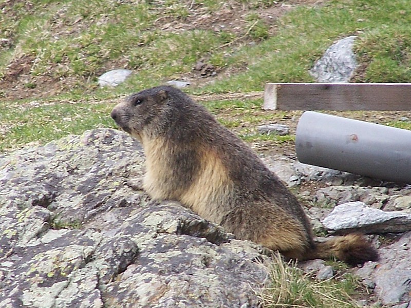#4 Petit Vallon : Gardienne du refuge, et elle siffle fort! Petit Vallon : Gardienne du refuge, et elle siffle fort!