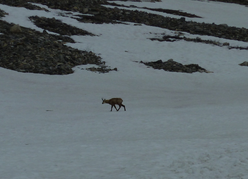 #6 Chamois : près du refuge Chamois : près du refuge
