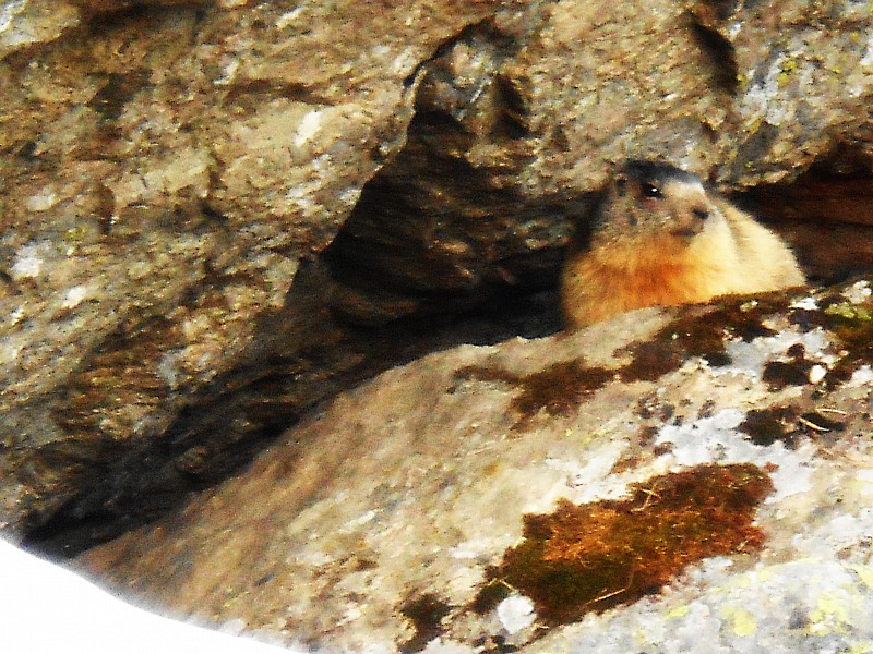 depart : les marmottes se font griller au soleil:)
