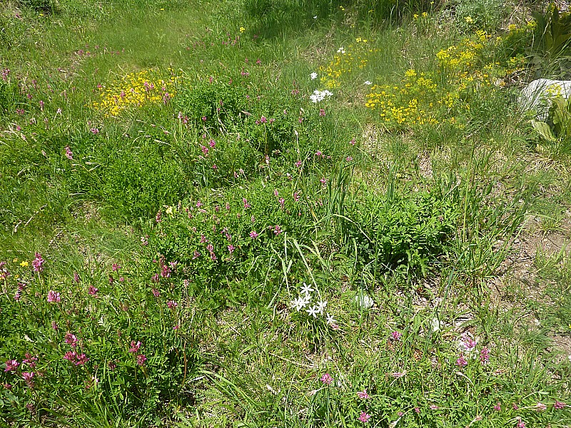 #14 Lanslevillard : Un beau tapis de fleurs Lanslevillard : Un beau tapis de fleurs