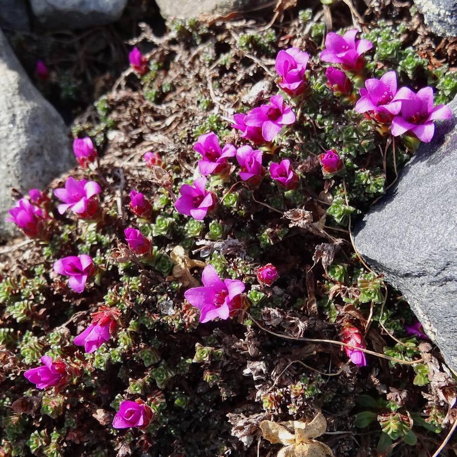#15 Un peu de couleur : Dans cet univers minéral (Saxifrage). Un peu de couleur : Dans cet univers minéral (Saxifrage).
