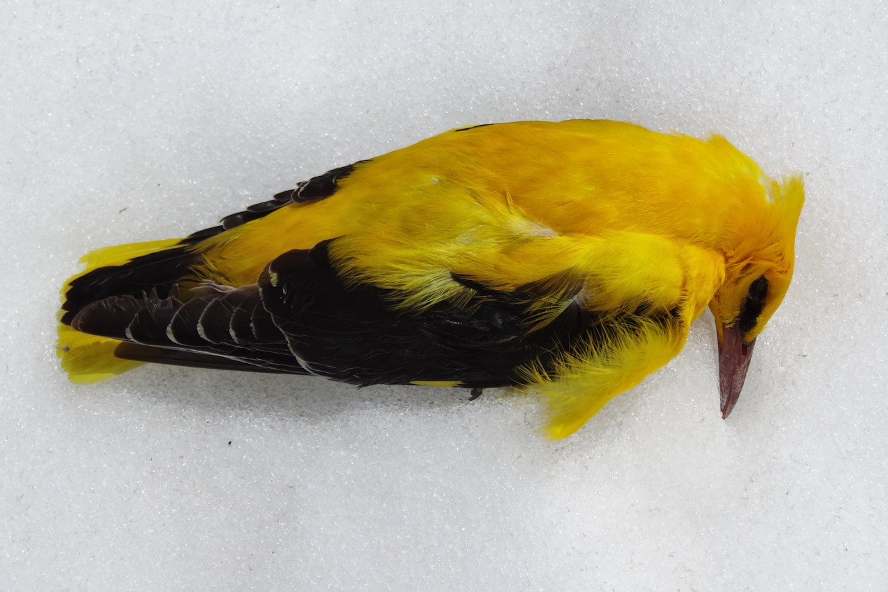 #17 La fin du voyage ... : Pour ce bel oiseau: Loriot d La fin du voyage ... : Pour ce bel oiseau: Loriot d'Europe ?