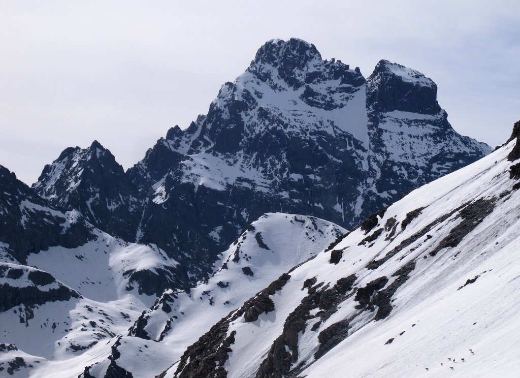 #8 Une poignée de chamois... : ...devant le Viso Une poignée de chamois... : ...devant le Viso