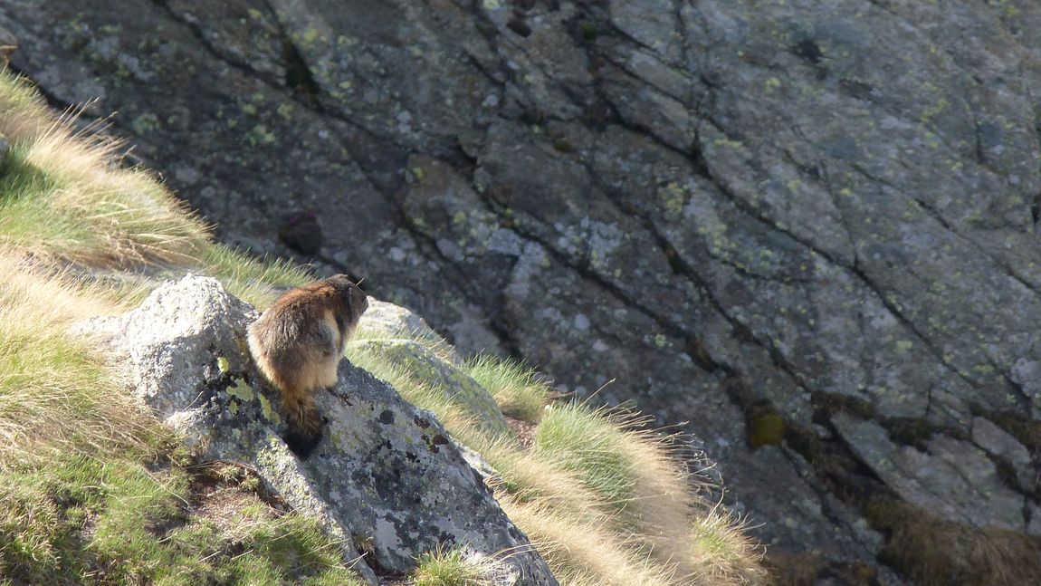 #5 Une marmotte fait bronzette : C Une marmotte fait bronzette : C'est Milka la célèbre peluche!