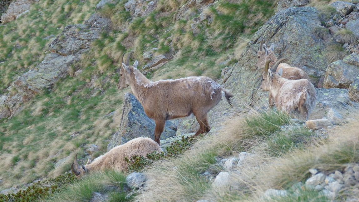 #3 Jeunes bouquetins : Dans le plus vieux parc national italien Jeunes bouquetins : Dans le plus vieux parc national italien
