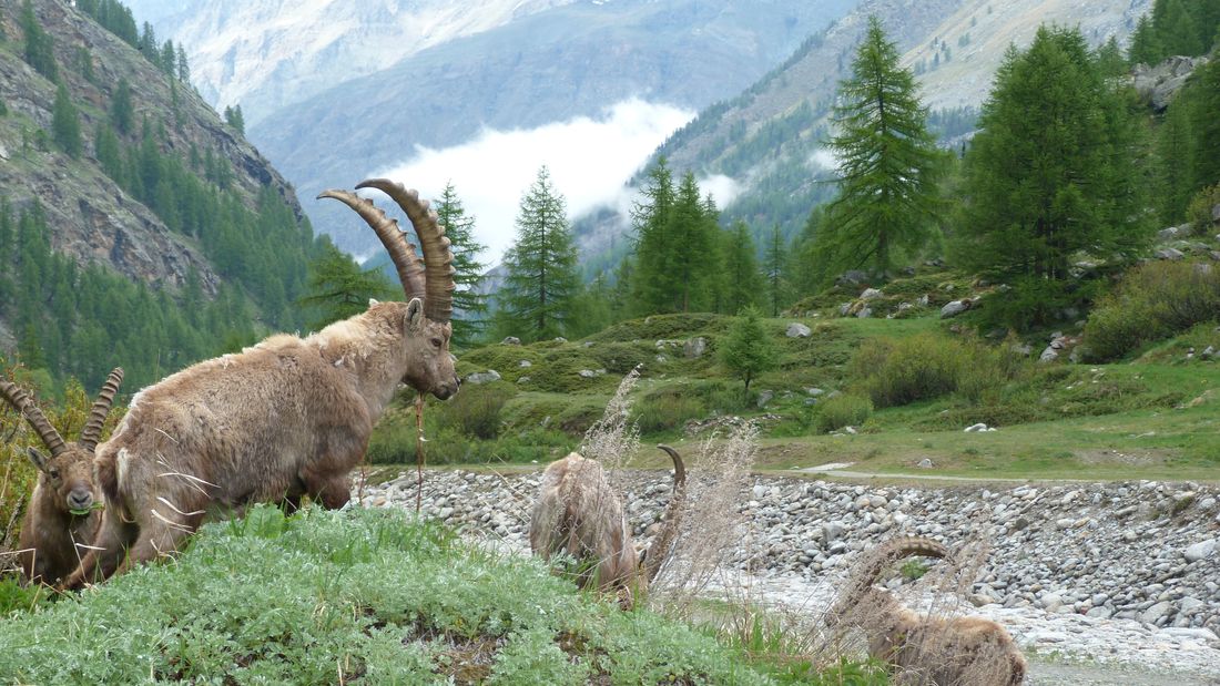 #22 Bouquetins valdôtains : Ils sont nombreux dans la vallée Bouquetins valdôtains : Ils sont nombreux dans la vallée