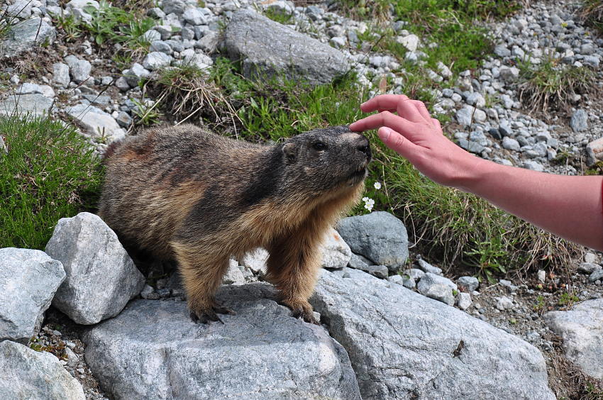 #27 Caresses : Faute d Caresses : Faute d'aide gardien de ses rêves, on caresse les marmottes ;P