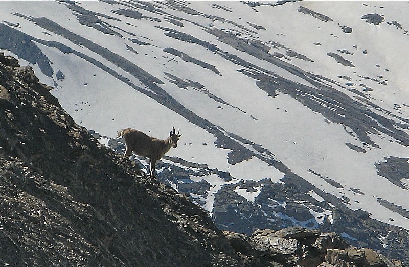 #2 Gde Aiguille Rousse : Jeune bouquetin près du sommet Gde Aiguille Rousse : Jeune bouquetin près du sommet