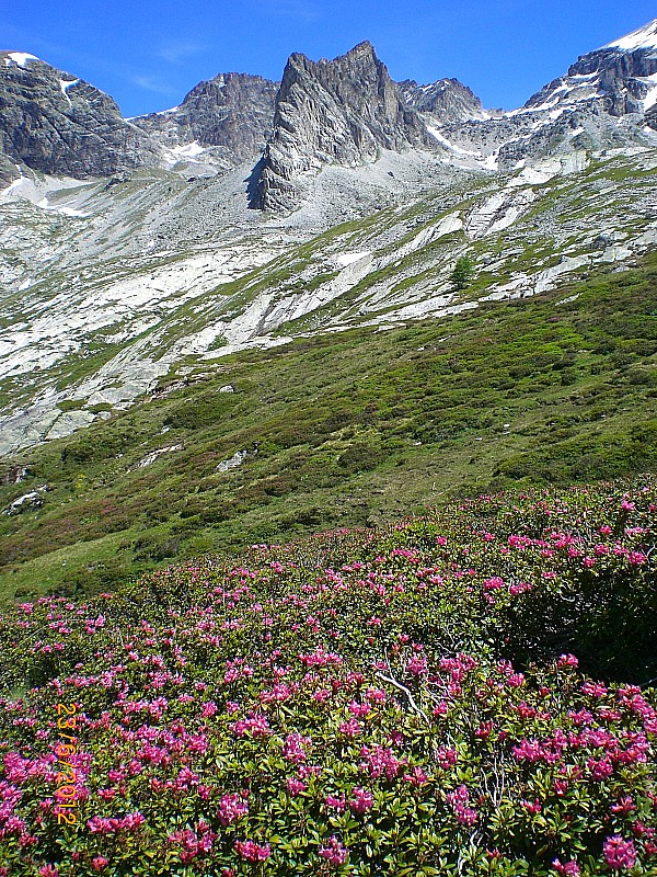 #12 Sommeiller : vers les Rochers Cornus ; rhododendrons. Sommeiller : vers les Rochers Cornus ; rhododendrons.
