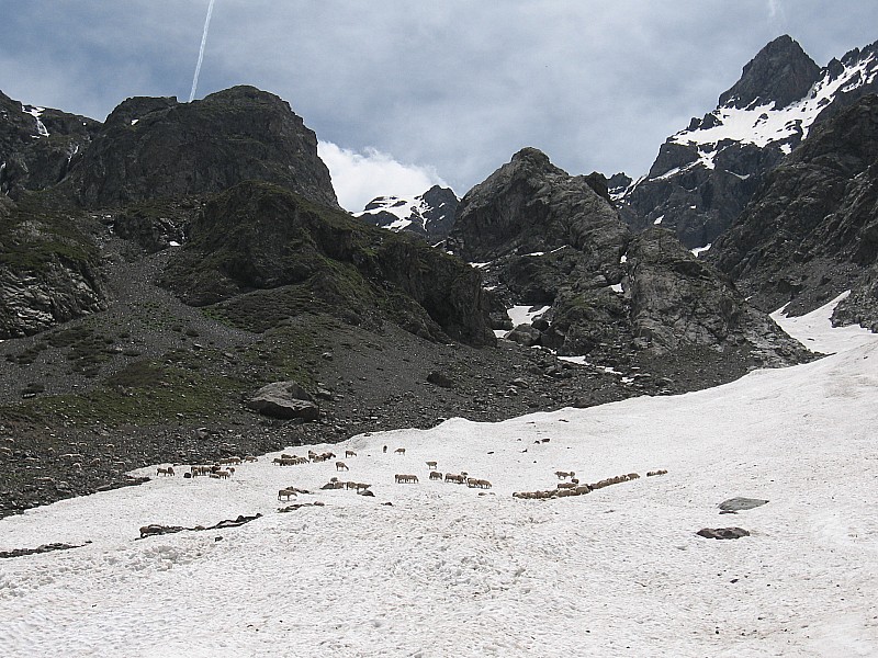 #5 agneau des hautes alpes : fraîcheur garantie agneau des hautes alpes : fraîcheur garantie