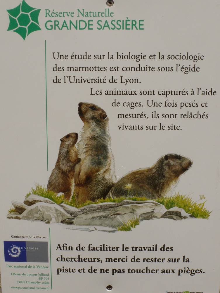 #18 Tsanteleina : Ah, la socio des marmottes (dédicace spéciale pour Sophie) Tsanteleina : Ah, la socio des marmottes (dédicace spéciale pour Sophie)