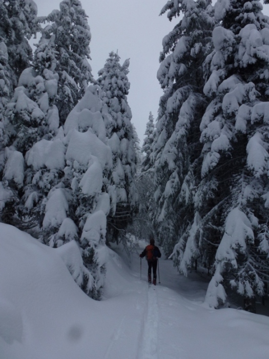 #1 dans la forêt : trace dans la forêt dans la forêt : trace dans la forêt