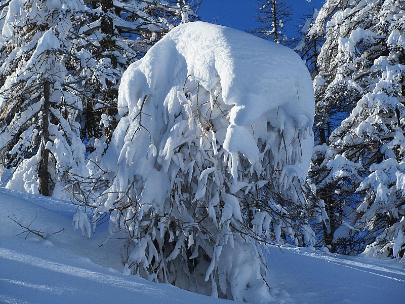Cloiffret : Mélèze à bloc de neige