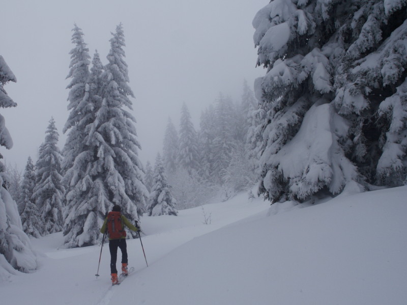 la forêt Chartrousienne : Polo à la trace ... dans le brouillard