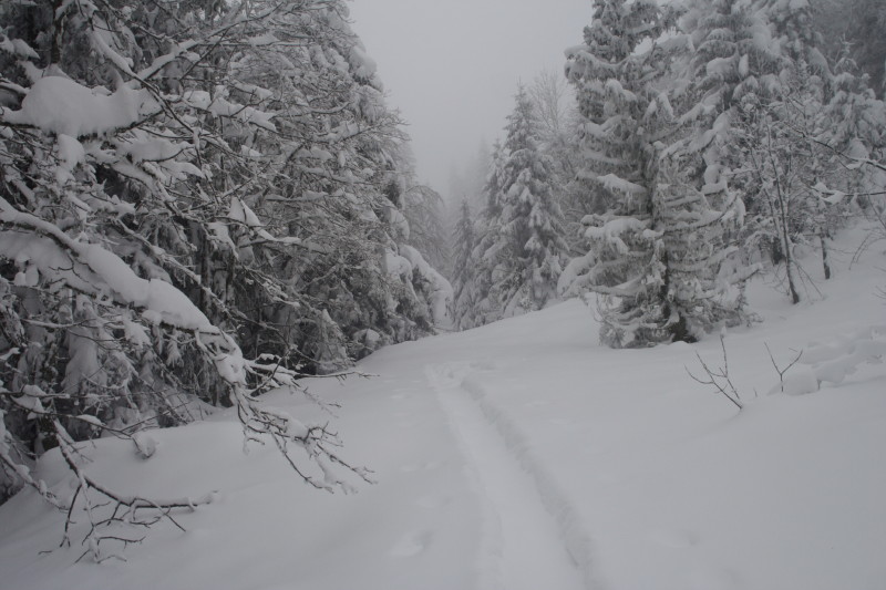 Dans la Forêt : une belle ambiance hivernale