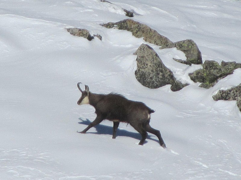 #7 MT Aver : Un bouc en rut MT Aver : Un bouc en rut