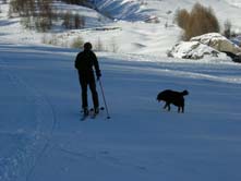 Bouvier bernois : Boubou le bouvier Bernois n'a pas besoin de skis...