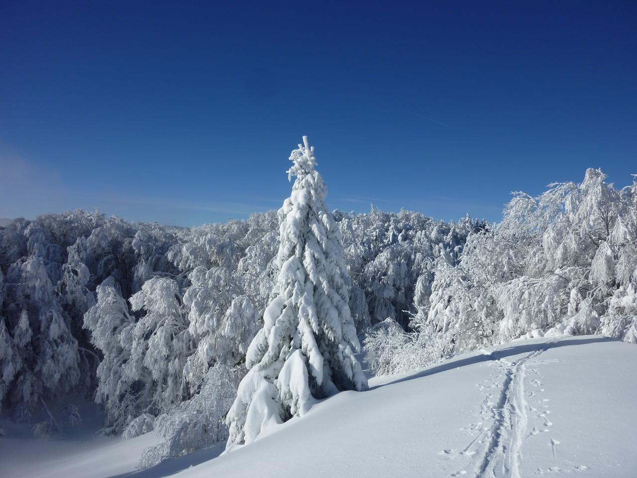 #3 Forêt du Sommet : Encore un peu de neige et ce sera terrible pour les arbres! Forêt du Sommet : Encore un peu de neige et ce sera terrible pour les arbres!