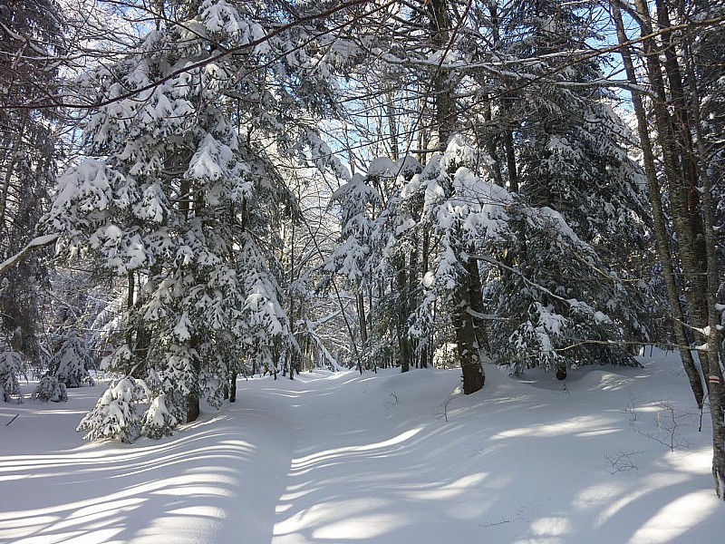 #5 La forêt : Remplie comme Jamais La forêt : Remplie comme Jamais