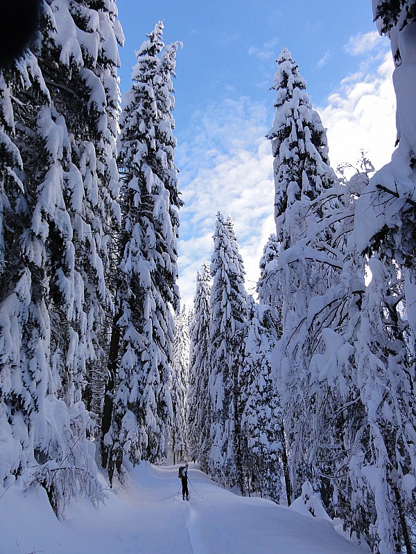 #1 Sapinous : Bien chargés Sapinous : Bien chargés