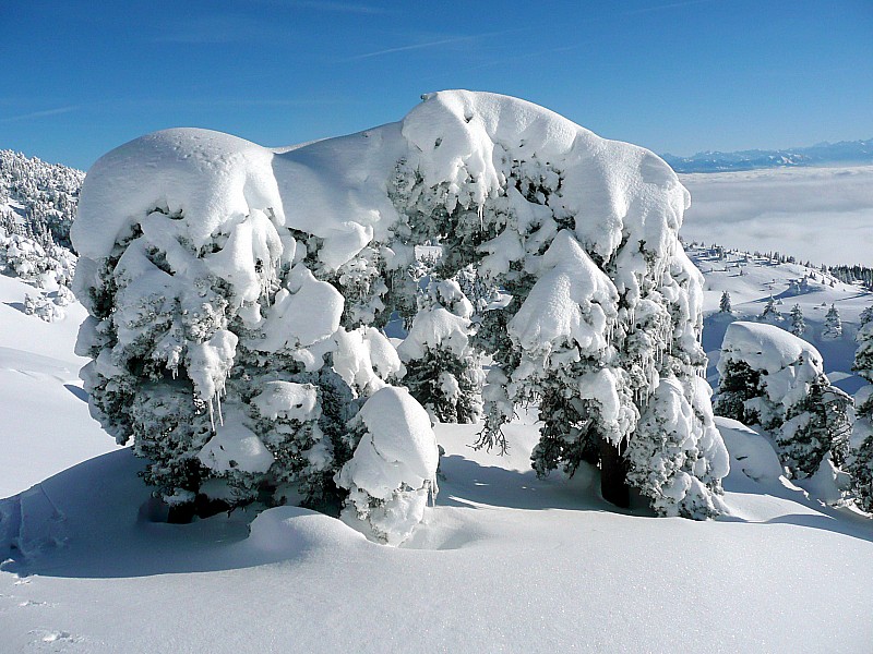 pins à crochets : Les fameux pins à crochets du Crèt de la neige sont chargés de tonnes de neige glacée quelle santé pour 600 ans!