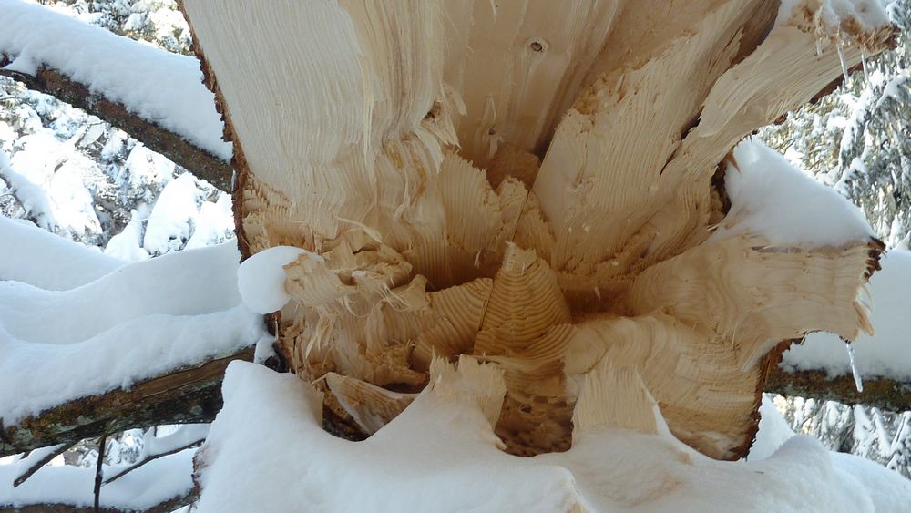 #9 Sculpture sur arbre : tres pictural ! Sculpture sur arbre : tres pictural !