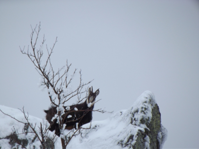 #3 il sont là : avec un ,je suis a l"abri ,mais c il sont là : avec un ,je suis a l"abri ,mais c'est du ski alpinisme!!