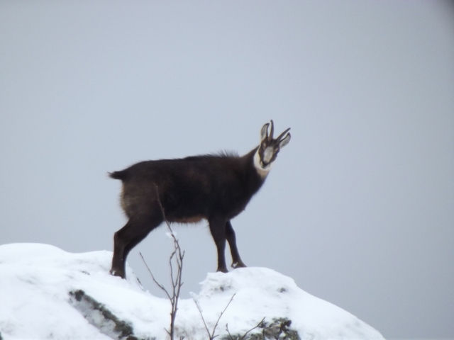#4 chamois : même pas peur! chamois : même pas peur!