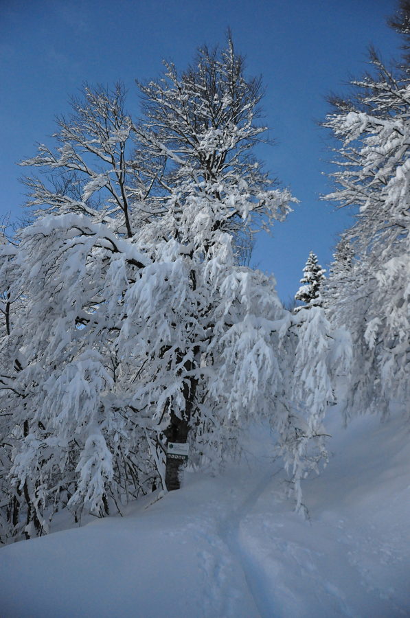 #2 Bienvenue en Chartreuse : On entre dans le domaine de l Bienvenue en Chartreuse : On entre dans le domaine de l'AOC