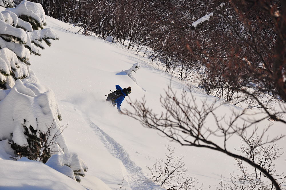 Forêt : Bon ski par là