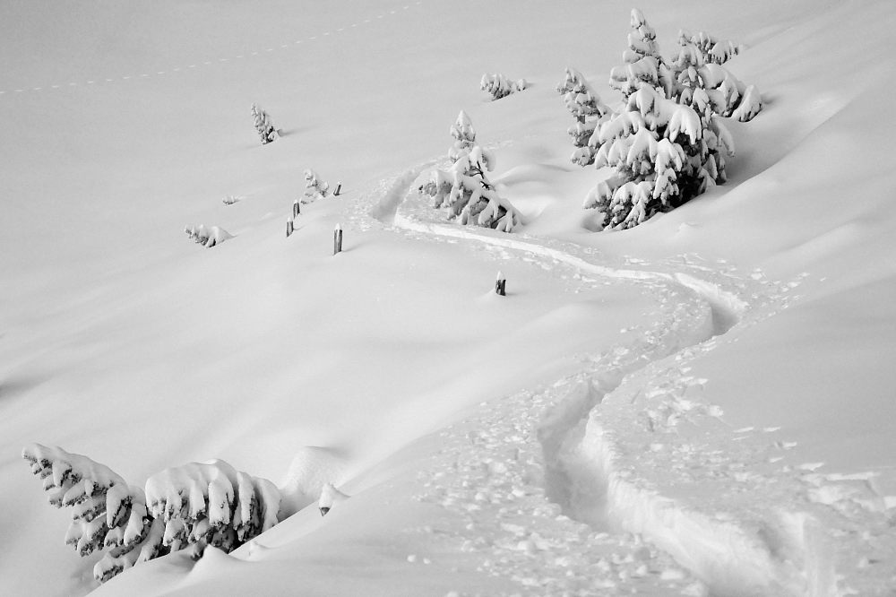 Fraîche : en quantité