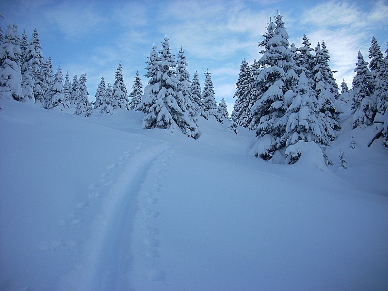 #1 Merci pour la trace ! : La forêt gavée de neige Merci pour la trace ! : La forêt gavée de neige