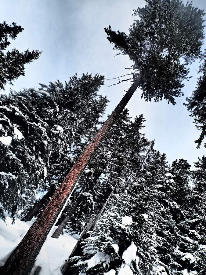 #6 Du conifère : cembros, Sapin, épicéas, mélèzes... En veux-tu? En voilà. D Du conifère : cembros, Sapin, épicéas, mélèzes... En veux-tu? En voilà. D'ailleurs le travail des forestiers est bien utile au skieur en ouvrant la forêt.