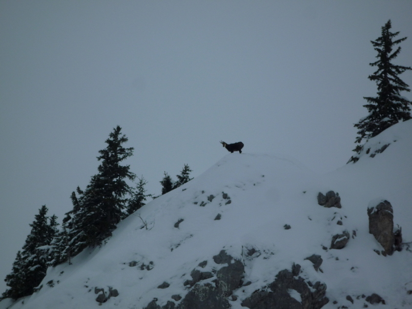 #10 Combe de la Creuse : chamois circonspect Combe de la Creuse : chamois circonspect