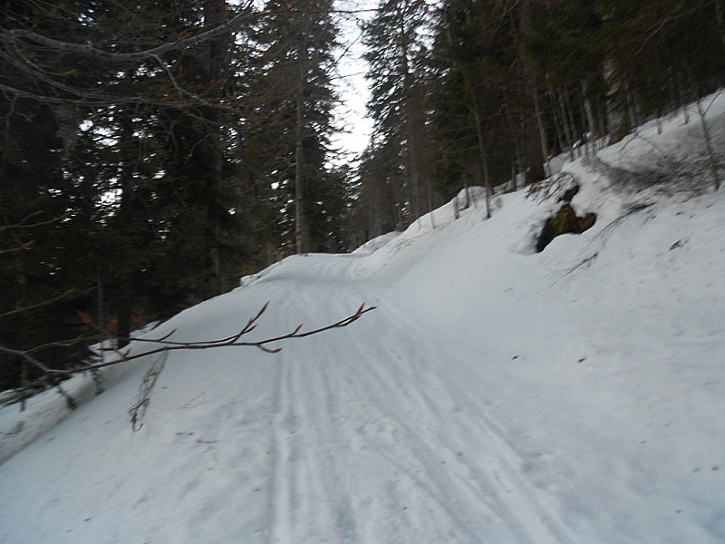 #1 le Colombier : dans les bois sous le col le Colombier : dans les bois sous le col