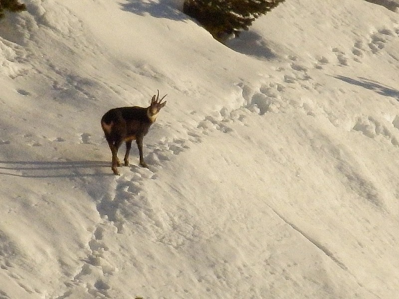 #1 un petit chamois : qui nous salue? un petit chamois : qui nous salue?