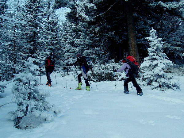 #1 La montée par la forêt : Skitouriens à la queue leu leu... La montée par la forêt : Skitouriens à la queue leu leu...