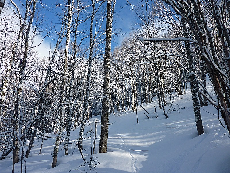 #1 forêt : un petit retour de l forêt : un petit retour de l'hiver