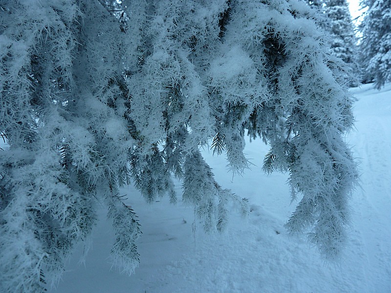 #1 Cristaux : ajoutant des aiguilles aux sapins Cristaux : ajoutant des aiguilles aux sapins