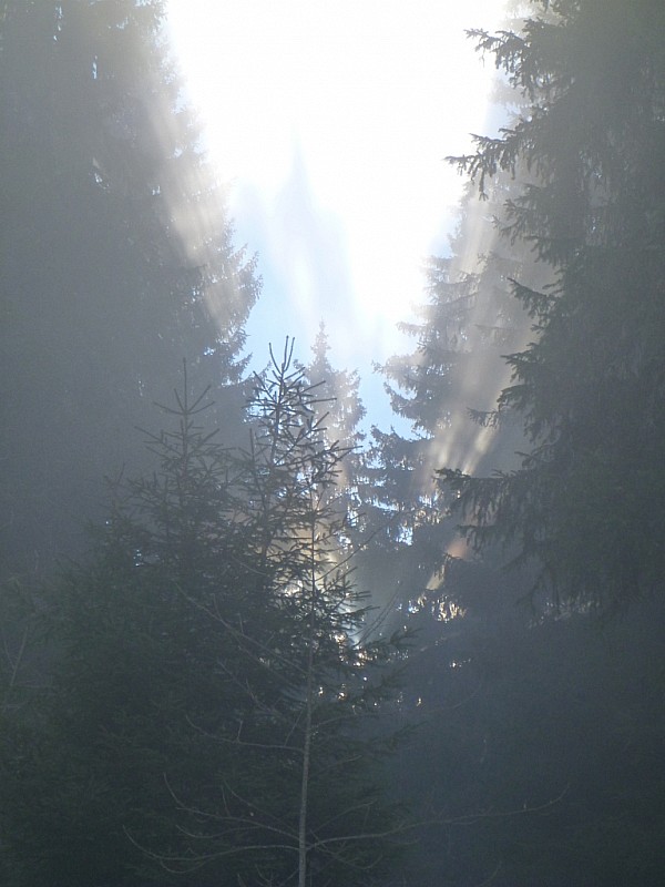 #2 Sapinette : Il se passe quelquechose derrière... Sapinette : Il se passe quelquechose derrière...