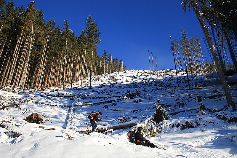 #12 après notre passage : quand on passe en forêt, ça laisse des traces ! après notre passage : quand on passe en forêt, ça laisse des traces !