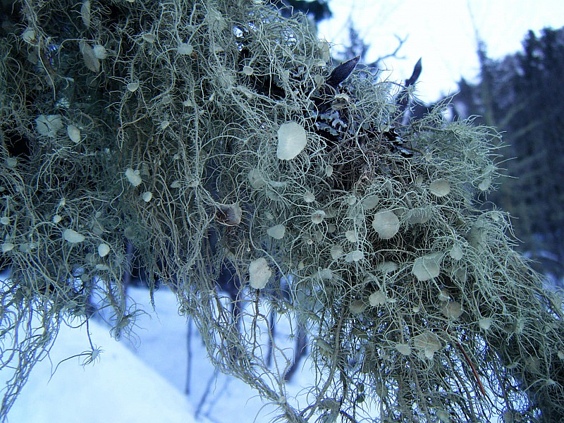 #2 lichens : les arbres semblent avoir gardé leurs atours de Noel lichens : les arbres semblent avoir gardé leurs atours de Noel