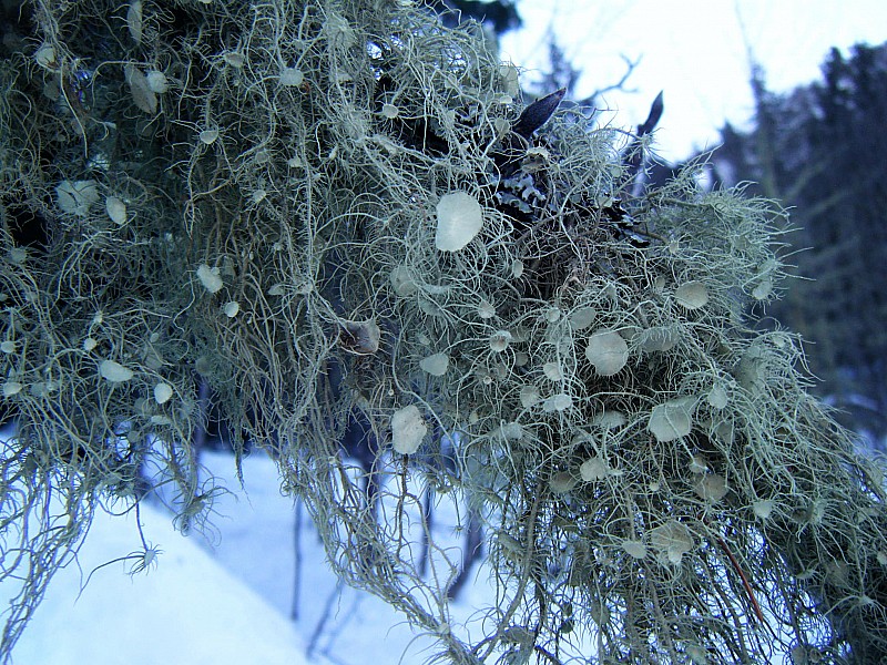 lichens : les arbres semblent avoir gardé leurs atours de Noel